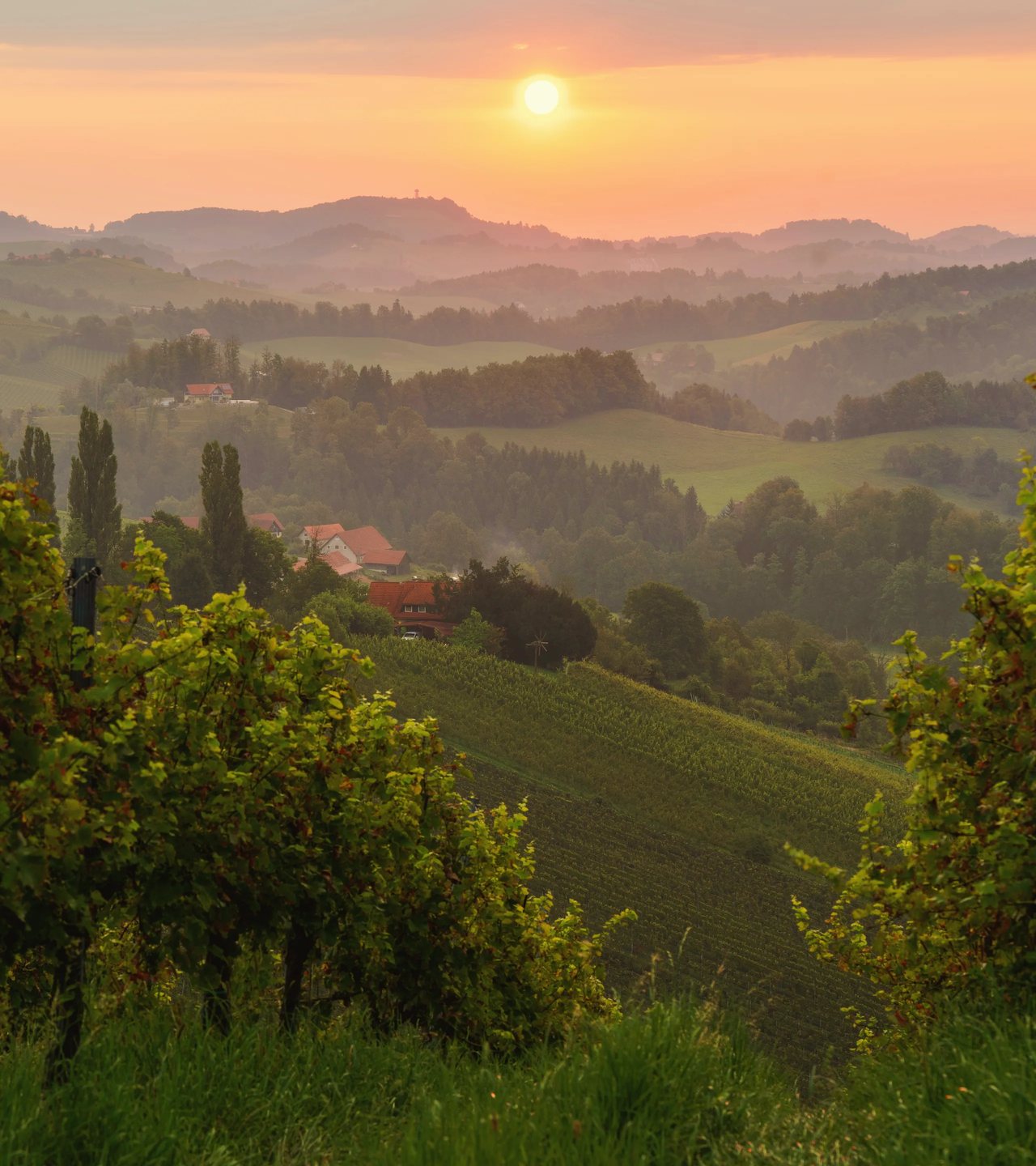 Sunset over vineyards and farmhouses in rolling hill country